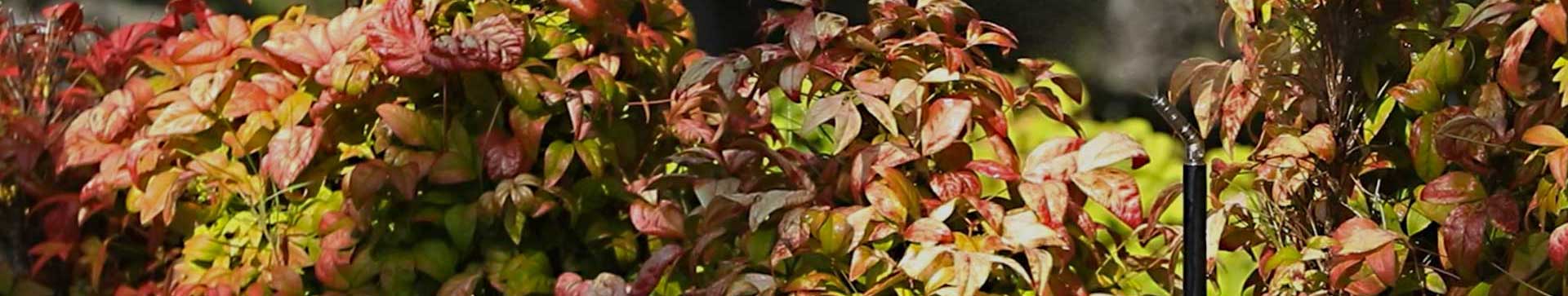 diventa rivenditore impianti antizanzare da giardino MistAway. Sistemi per un giardino senza più le zanzare.