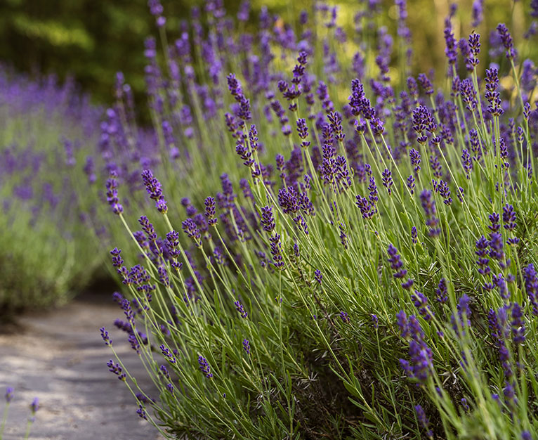Rimedi naturali inefficaci per eliminare le zanzare in giardino.