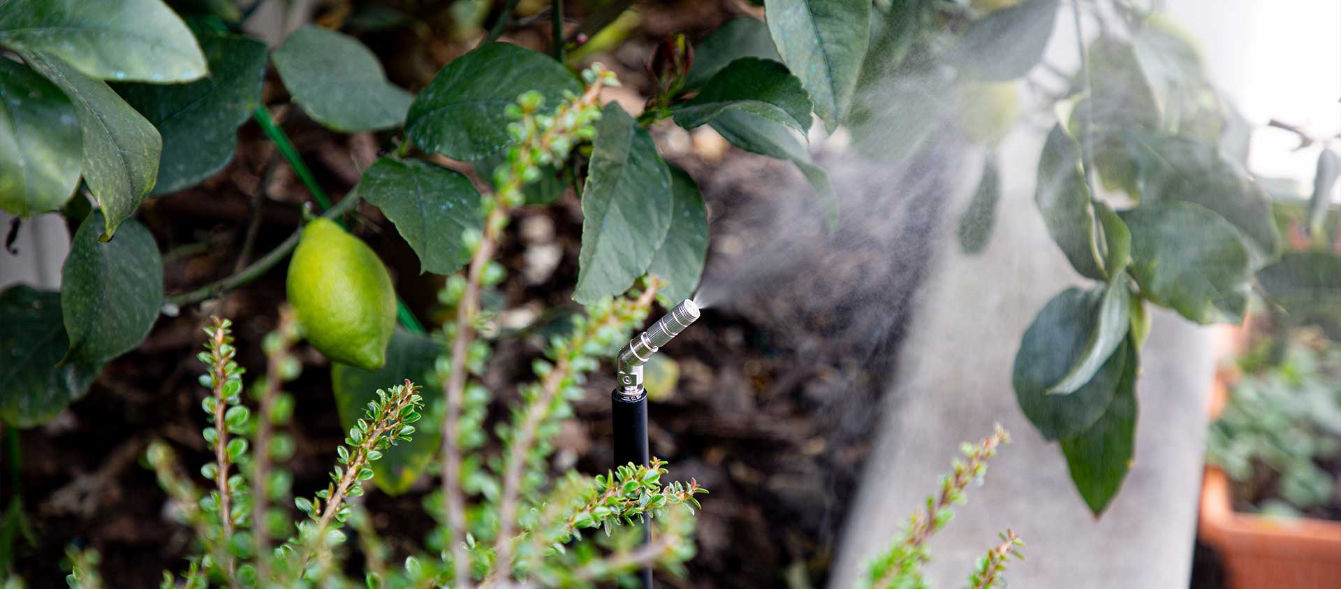 Dettaglio di un ugello MistAway installato tra le piante del giardino che nebulizza una soluzione antizanzare